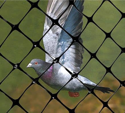anti-bird netting
