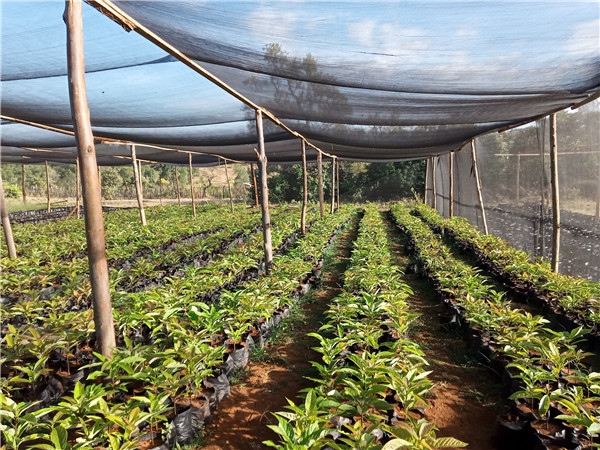 shade net for plant