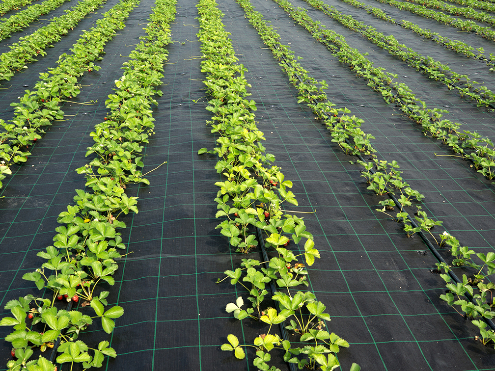 weed control mat